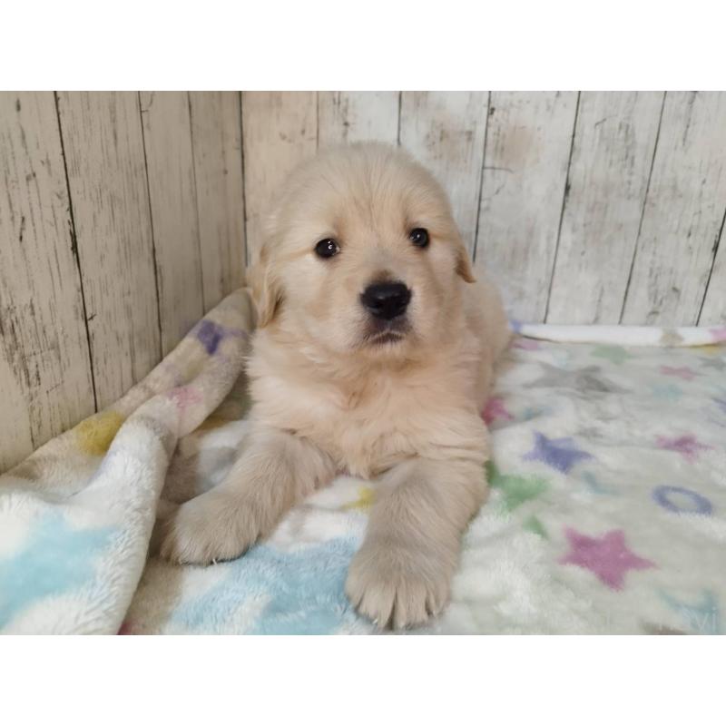 販売中の三重県のゴールデンレトリーバー-432038の5枚目