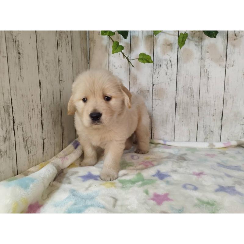 販売中の三重県のゴールデンレトリーバー-432038の4枚目