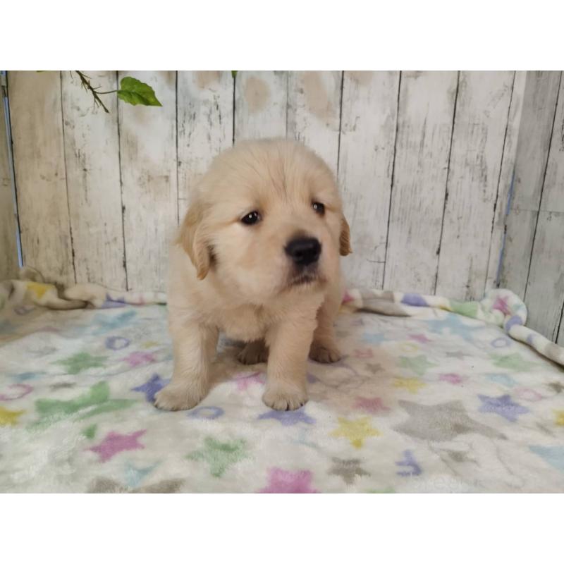 販売中の三重県のゴールデンレトリーバー-432038の3枚目