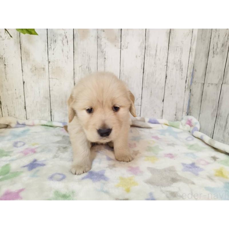 販売中の三重県のゴールデンレトリーバー-432038の2枚目