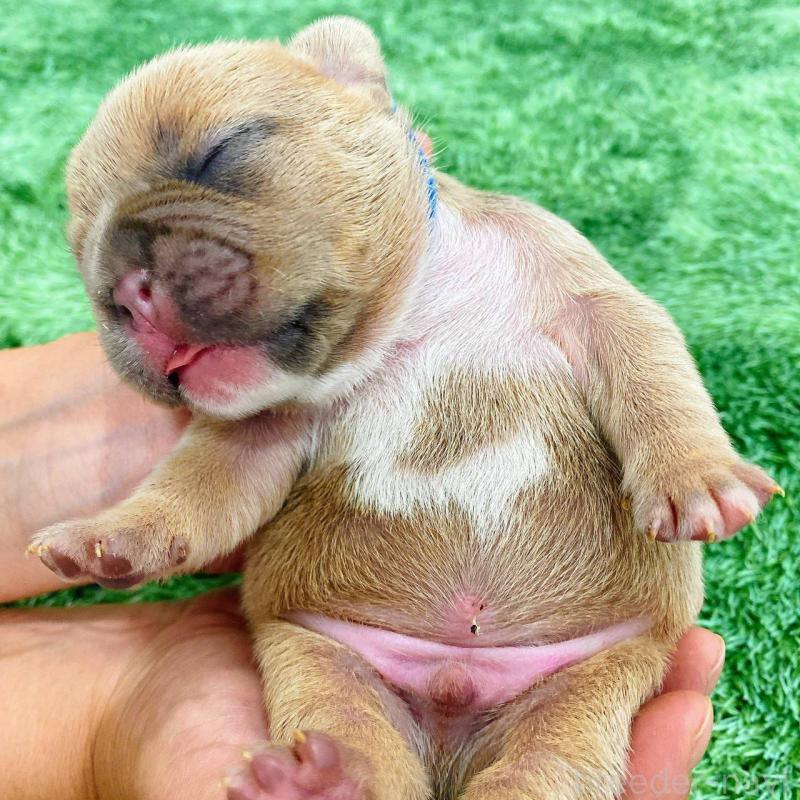 販売中の鹿児島県のフレンチブルドッグ-432041の1枚目