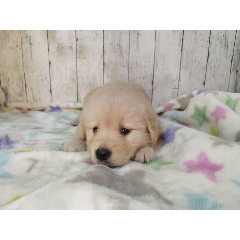 販売中の三重県のゴールデンレトリーバー-432039の5枚目