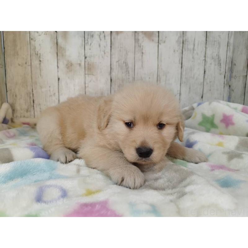 販売中の三重県のゴールデンレトリーバー-432039の4枚目