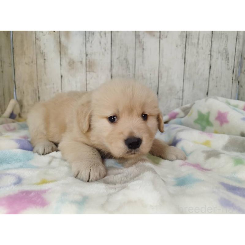 販売中の三重県のゴールデンレトリーバー-432039の2枚目