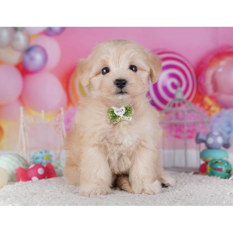 販売中の神奈川県のマルプー:マルチーズ×トイプードル-432043の14枚目