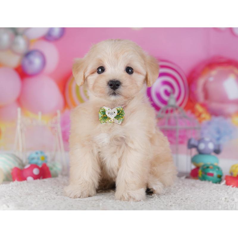 販売中の神奈川県のマルプー:マルチーズ×トイプードル-432043の13枚目