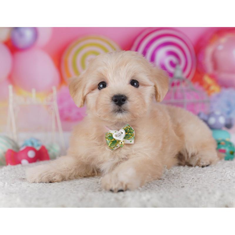 販売中の神奈川県のマルプー:マルチーズ×トイプードル-432043の12枚目