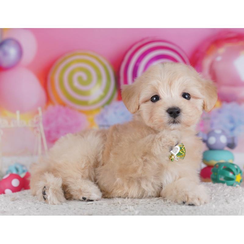 販売中の神奈川県のマルプー:マルチーズ×トイプードル-432043の11枚目