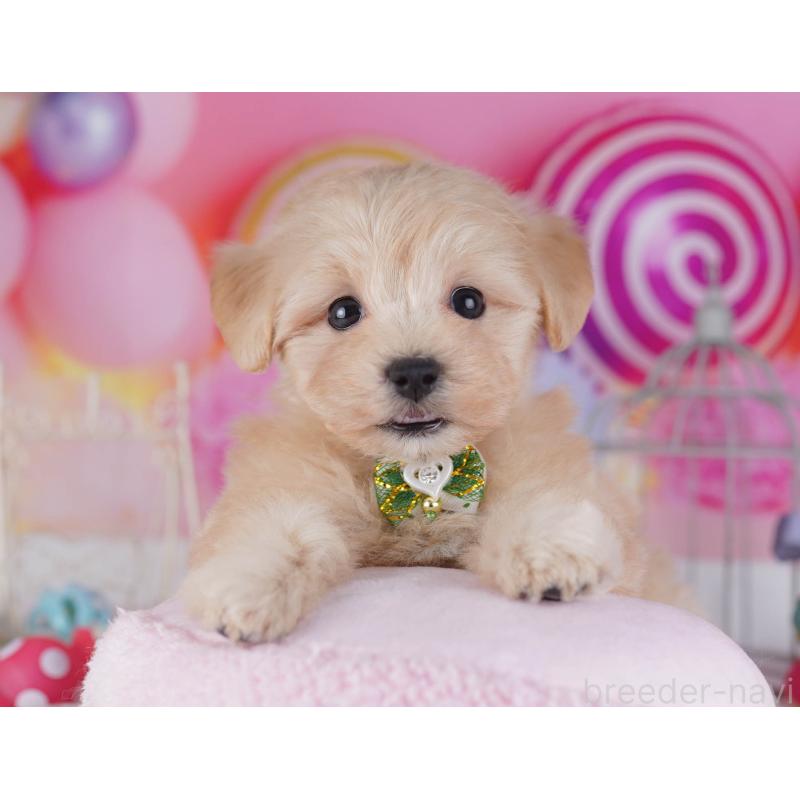 販売中の神奈川県のマルプー:マルチーズ×トイプードル-432043の10枚目