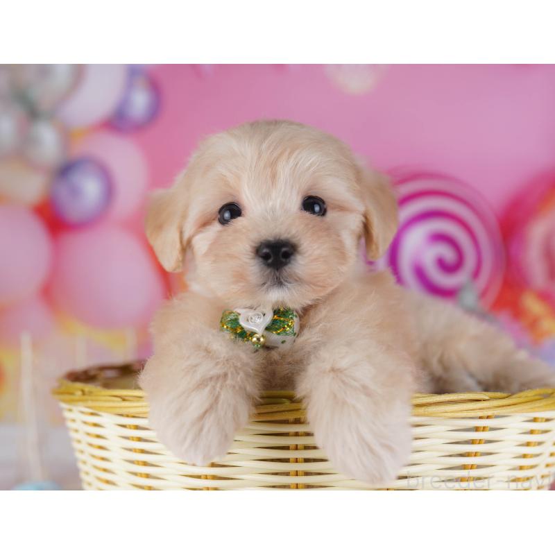 販売中の神奈川県のマルプー:マルチーズ×トイプードル-432043の9枚目