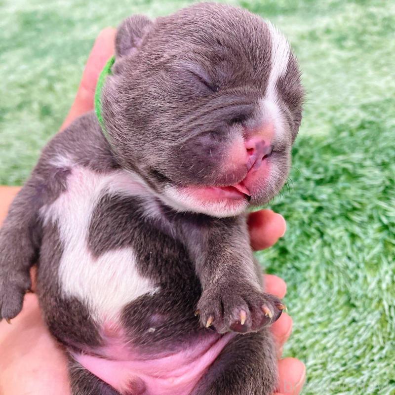 販売中の鹿児島県のフレンチブルドッグ-432042の1枚目