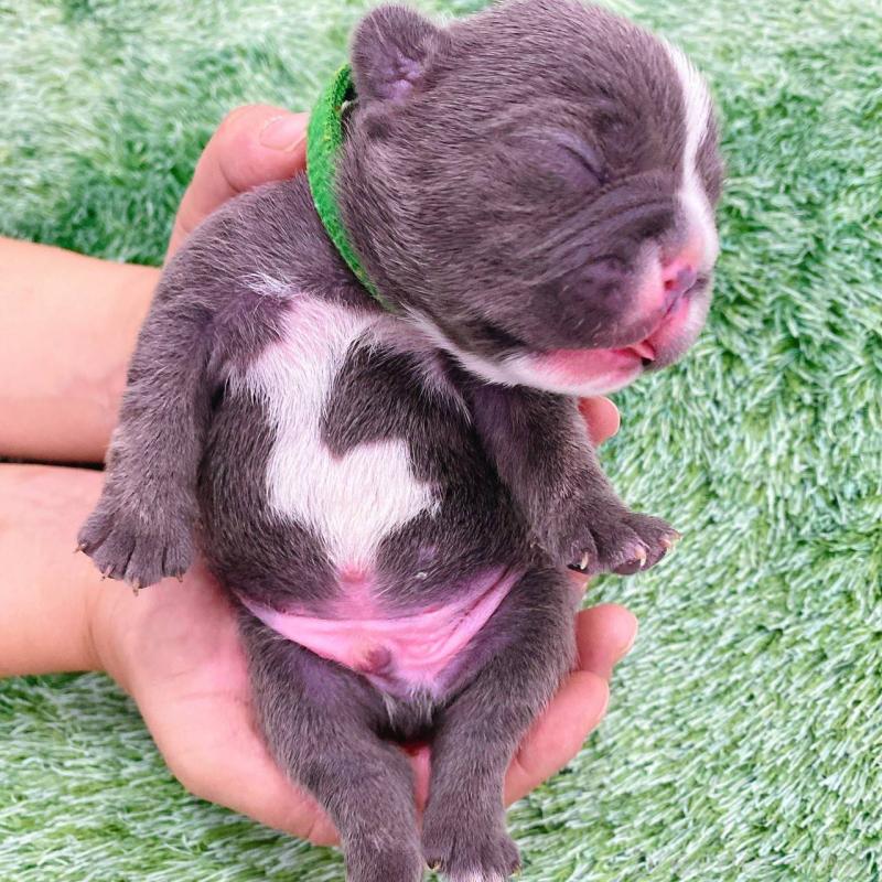 販売中の鹿児島県のフレンチブルドッグ-432042の2枚目