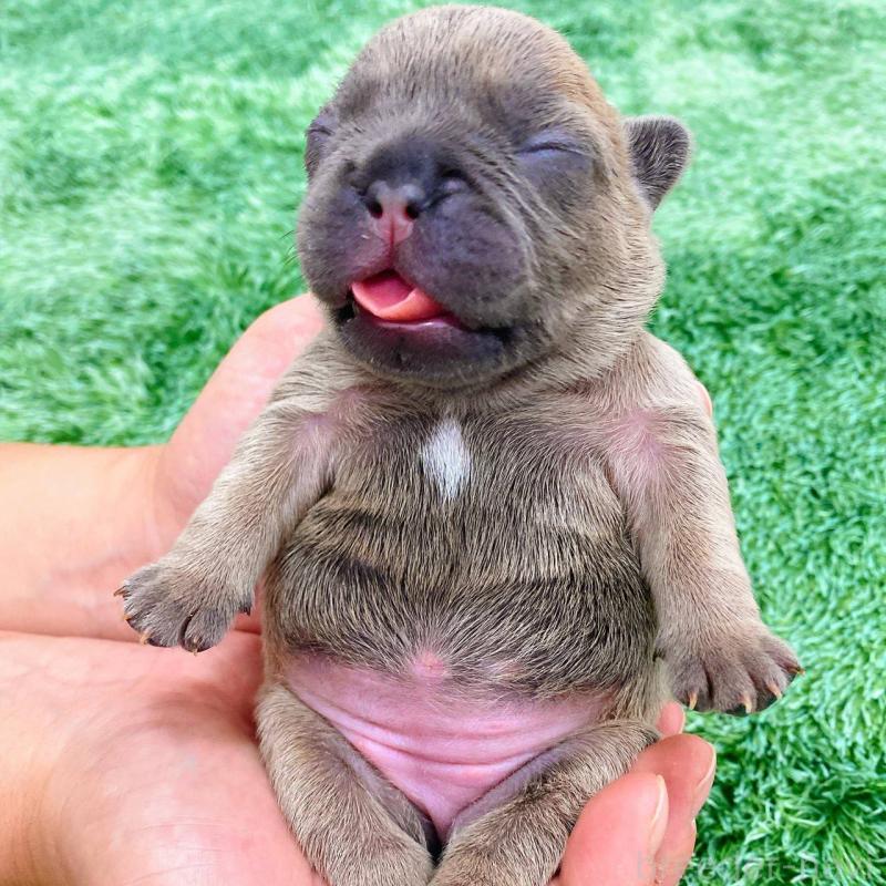 販売中の鹿児島県のフレンチブルドッグ-432045