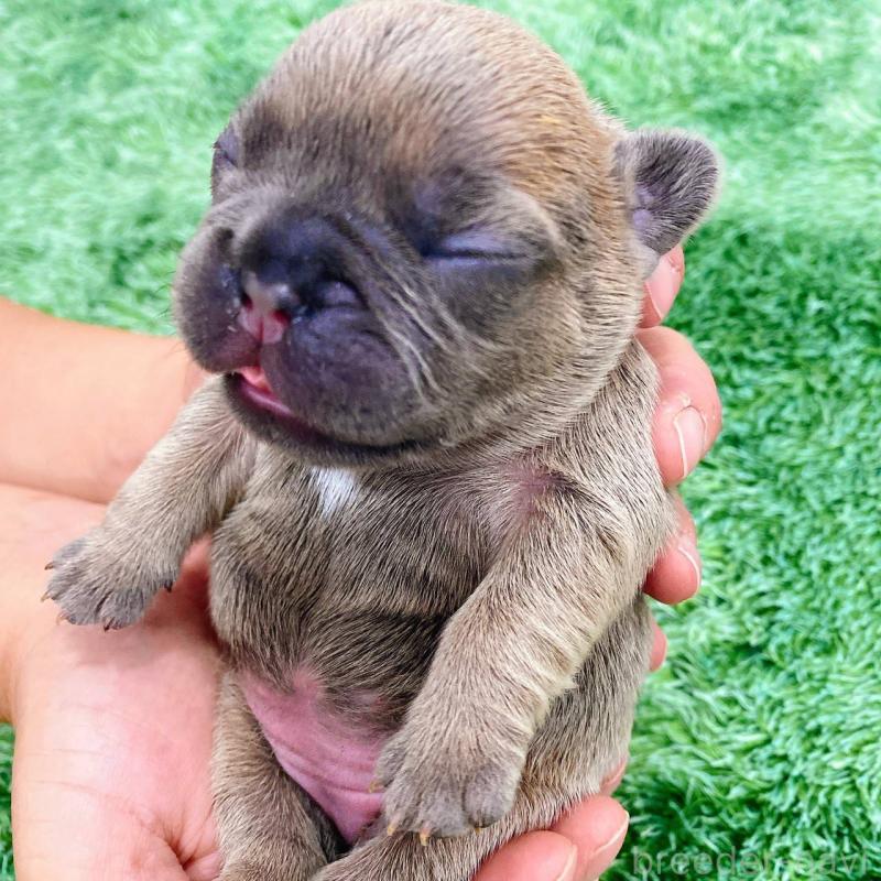 販売中の鹿児島県のフレンチブルドッグ-432045の2枚目