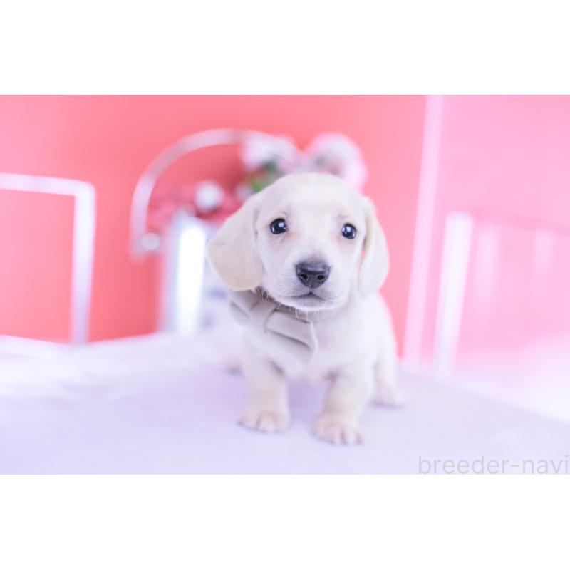 販売中の愛知県のミニチュアダックスフンド(スムースヘアード)-432044の13枚目