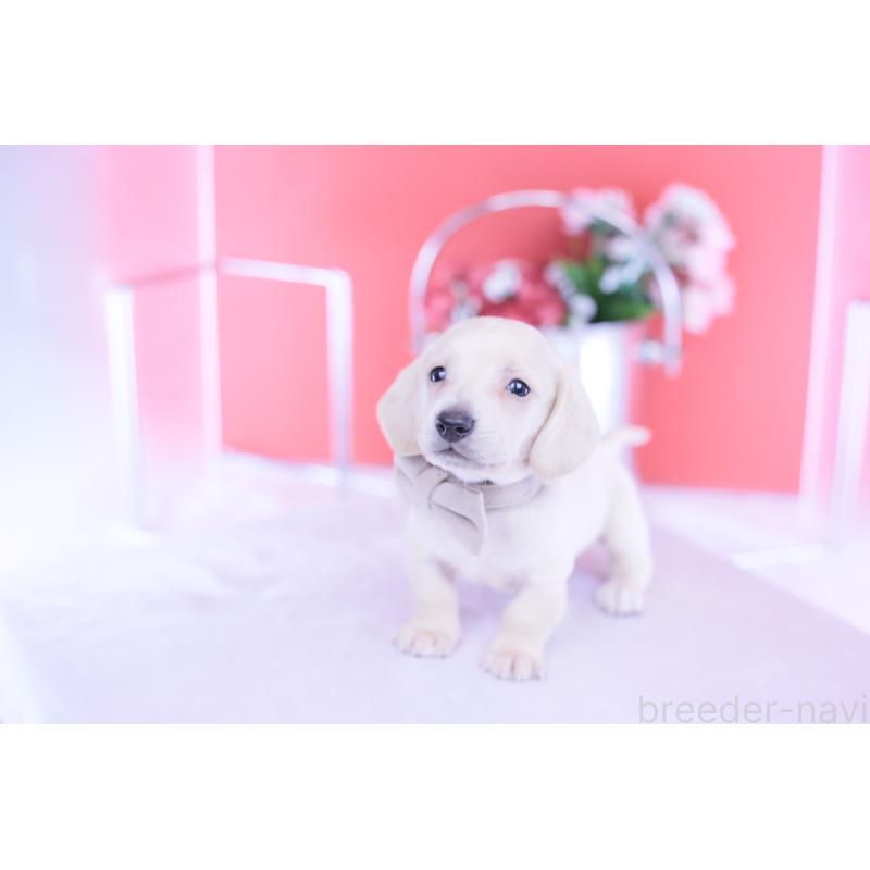 販売中の愛知県のミニチュアダックスフンド(スムースヘアード)-432044の12枚目