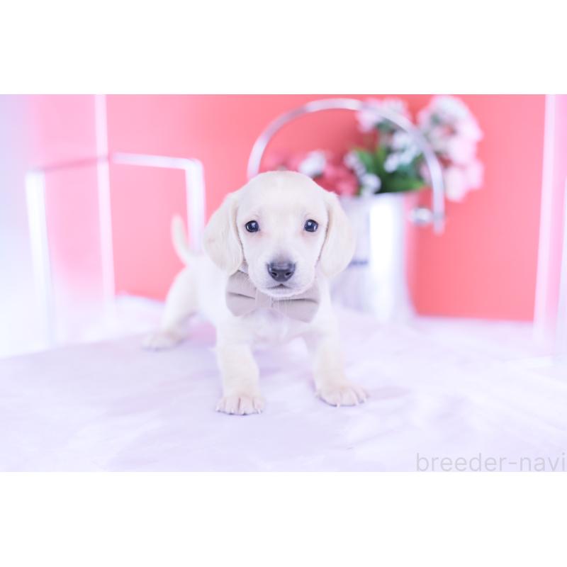 販売中の愛知県のミニチュアダックスフンド(スムースヘアード)-432044の8枚目