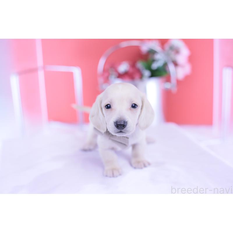 販売中の愛知県のミニチュアダックスフンド(スムースヘアード)-432044の7枚目