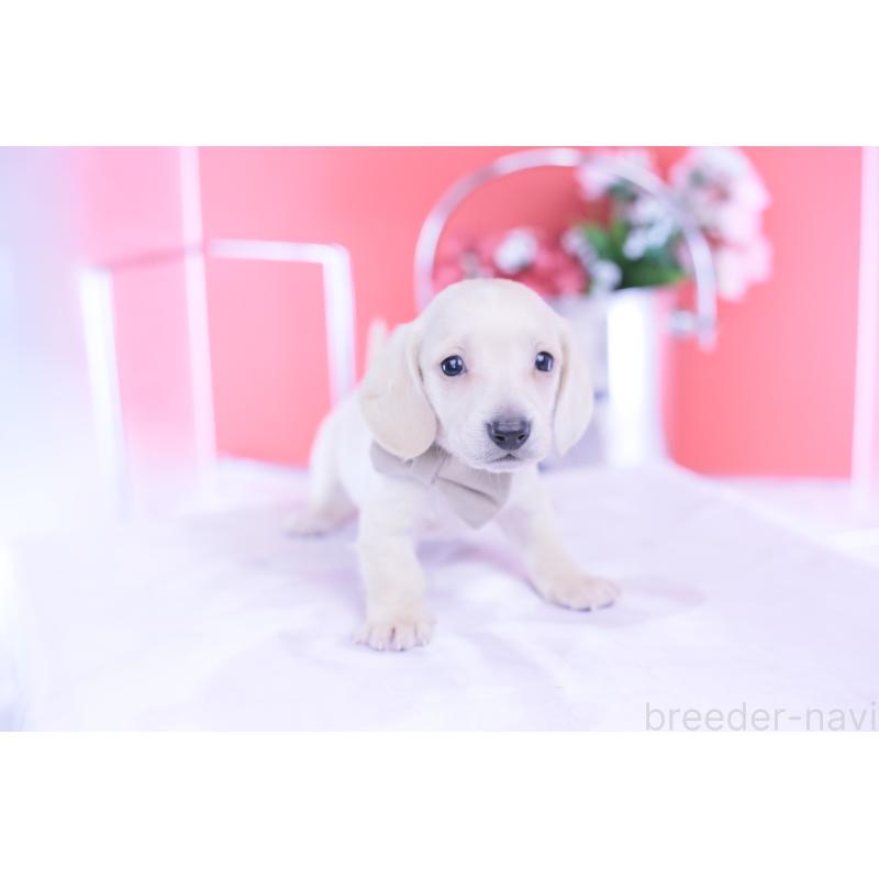 販売中の愛知県のミニチュアダックスフンド(スムースヘアード)-432044の6枚目