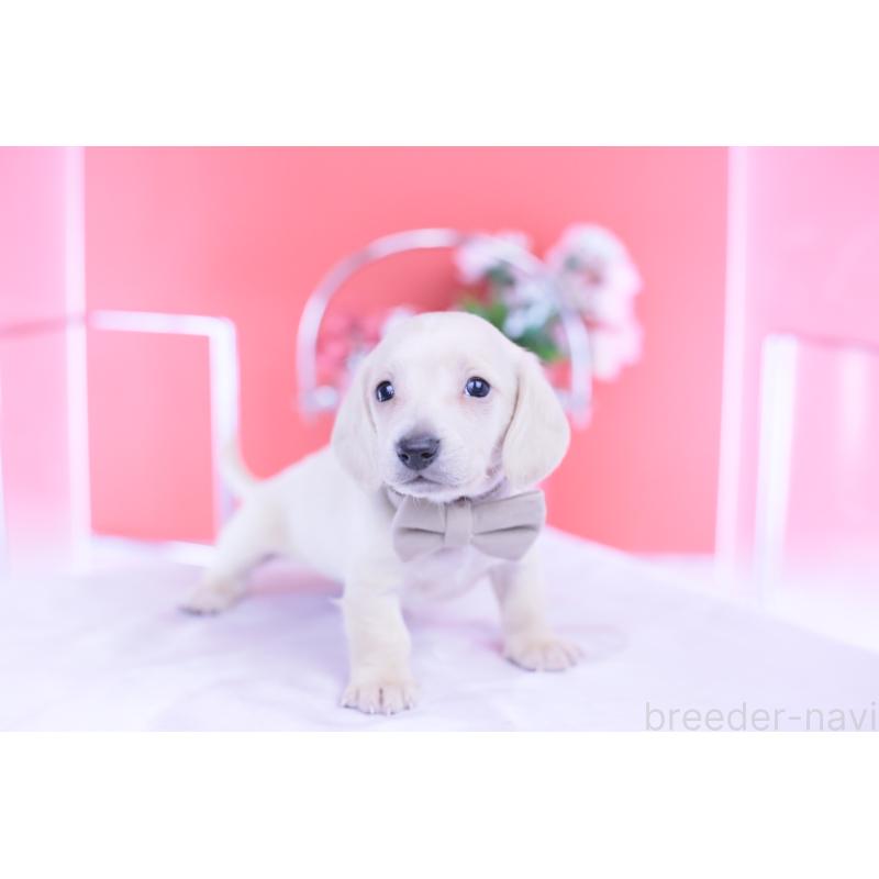 販売中の愛知県のミニチュアダックスフンド(スムースヘアード)-432044の4枚目