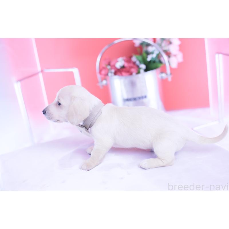 販売中の愛知県のミニチュアダックスフンド(スムースヘアード)-432044の2枚目