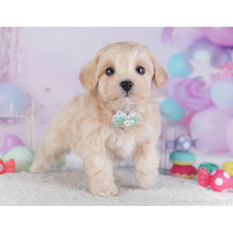 販売中の神奈川県のマルプー:マルチーズ×トイプードル-432046の14枚目