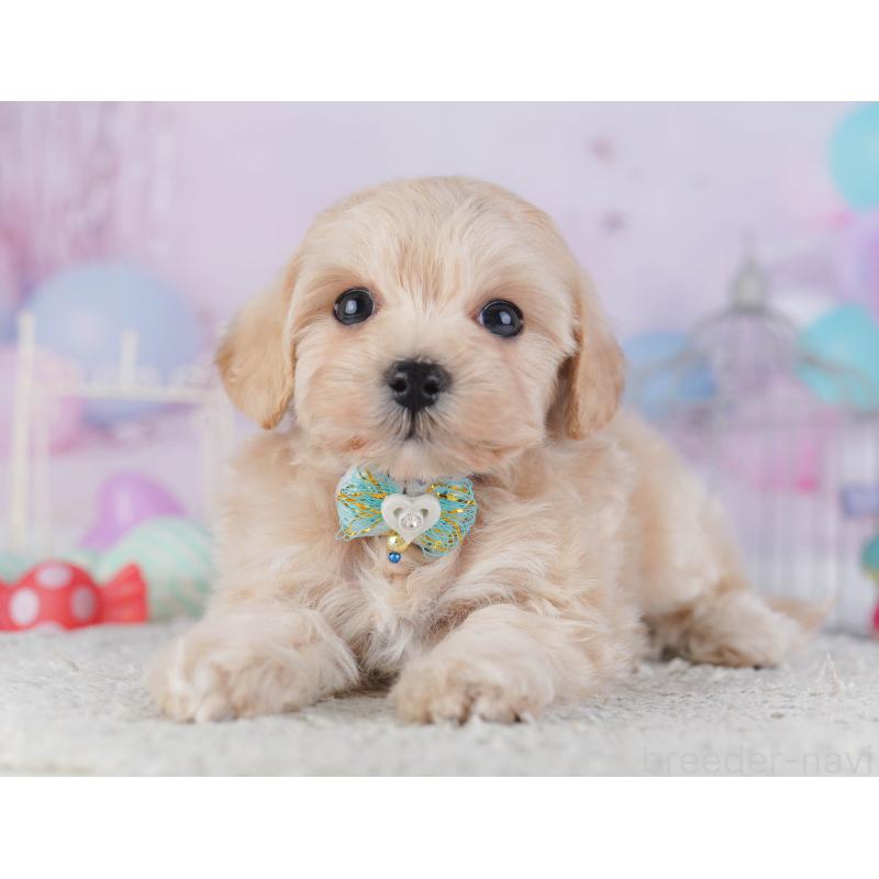 販売中の神奈川県のマルプー:マルチーズ×トイプードル-432046の13枚目