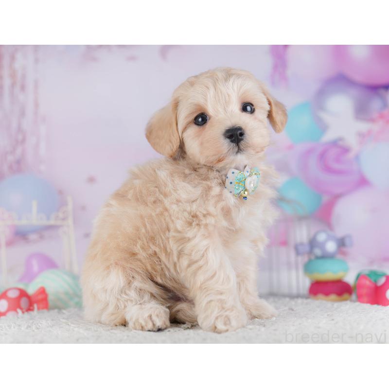 販売中の神奈川県のマルプー:マルチーズ×トイプードル-432046の12枚目