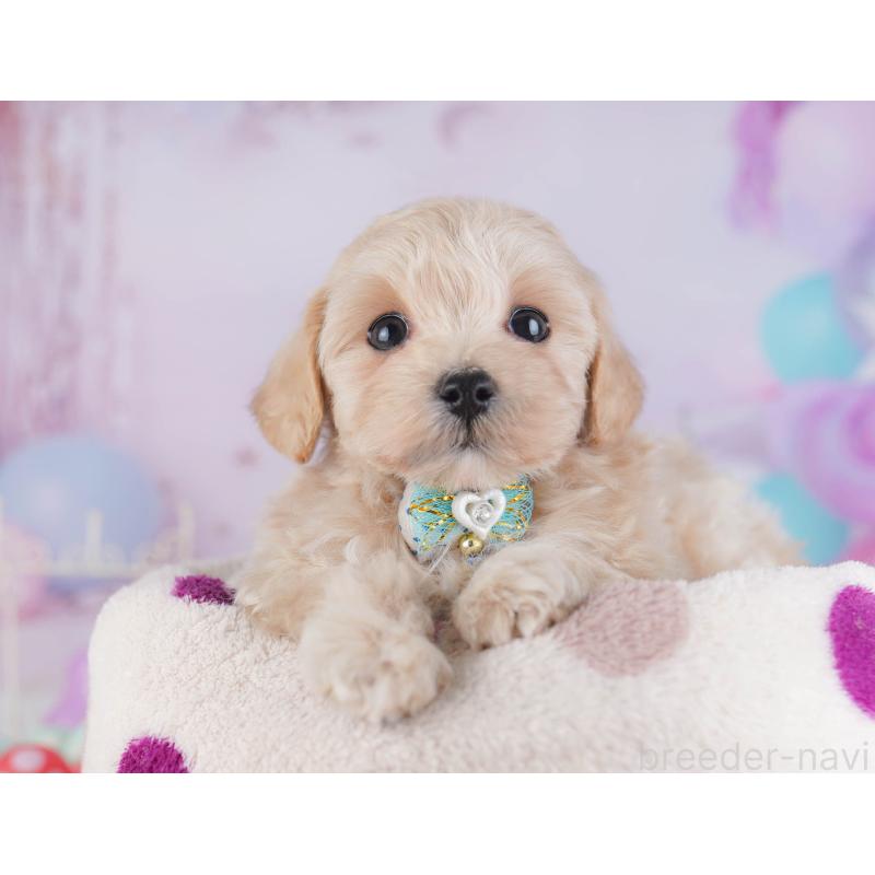 販売中の神奈川県のマルプー:マルチーズ×トイプードル-432046の11枚目