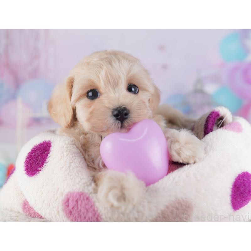 販売中の神奈川県のマルプー:マルチーズ×トイプードル-432046の10枚目