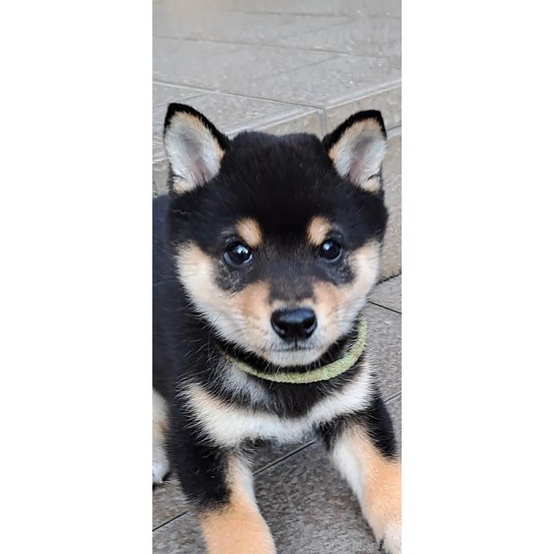 販売中の熊本県の豆柴-427481の4枚目