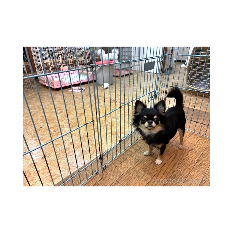 クルミちゃん1枚目