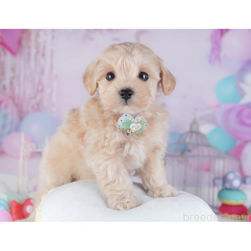 販売中の神奈川県のマルプー:マルチーズ×トイプードル-432046の9枚目