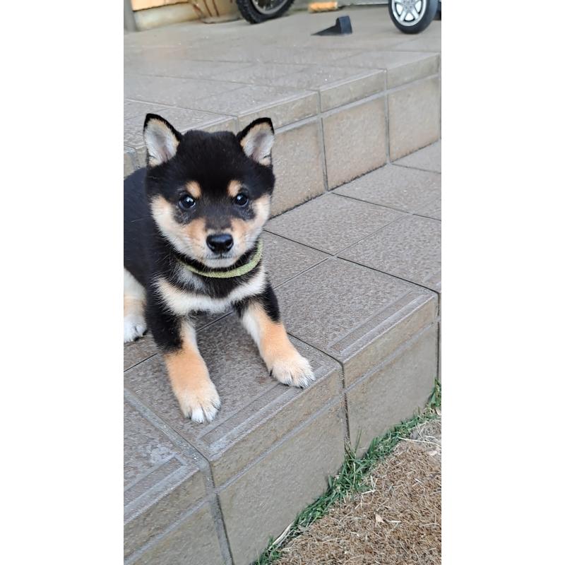 販売中の熊本県の豆柴-427481の2枚目