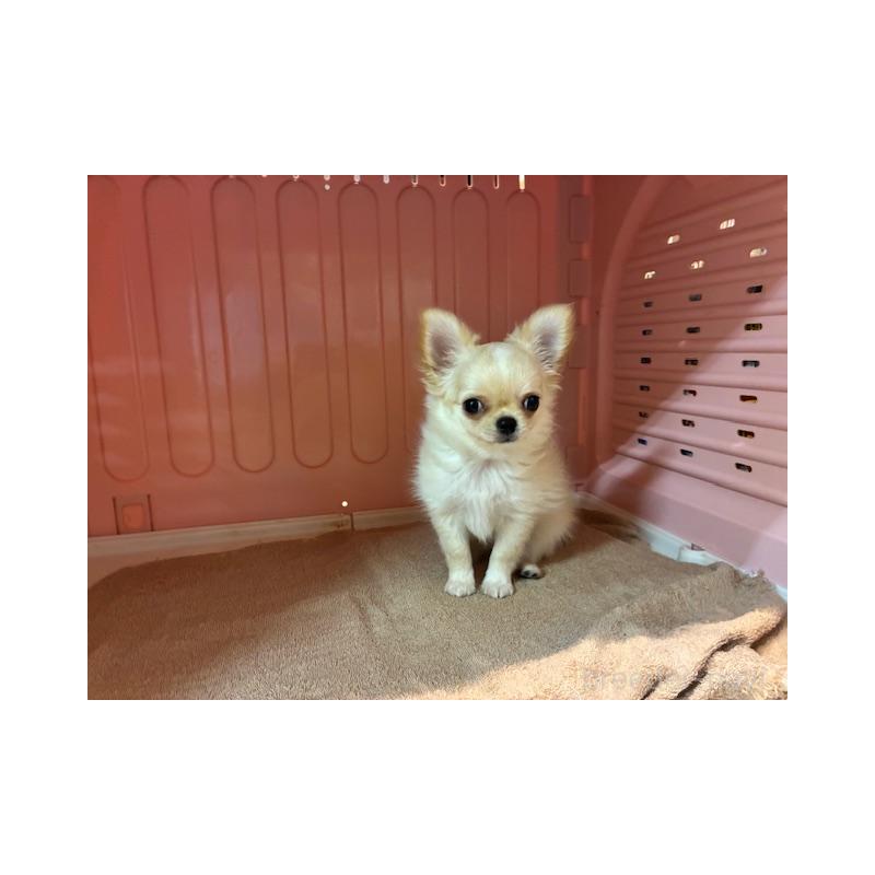 販売中ののチワワ(ロングコート)-422906