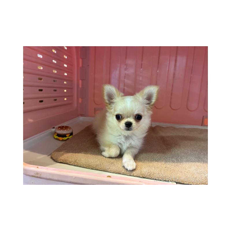 販売中の東京都のチワワ(ロングコート)-422906の6枚目