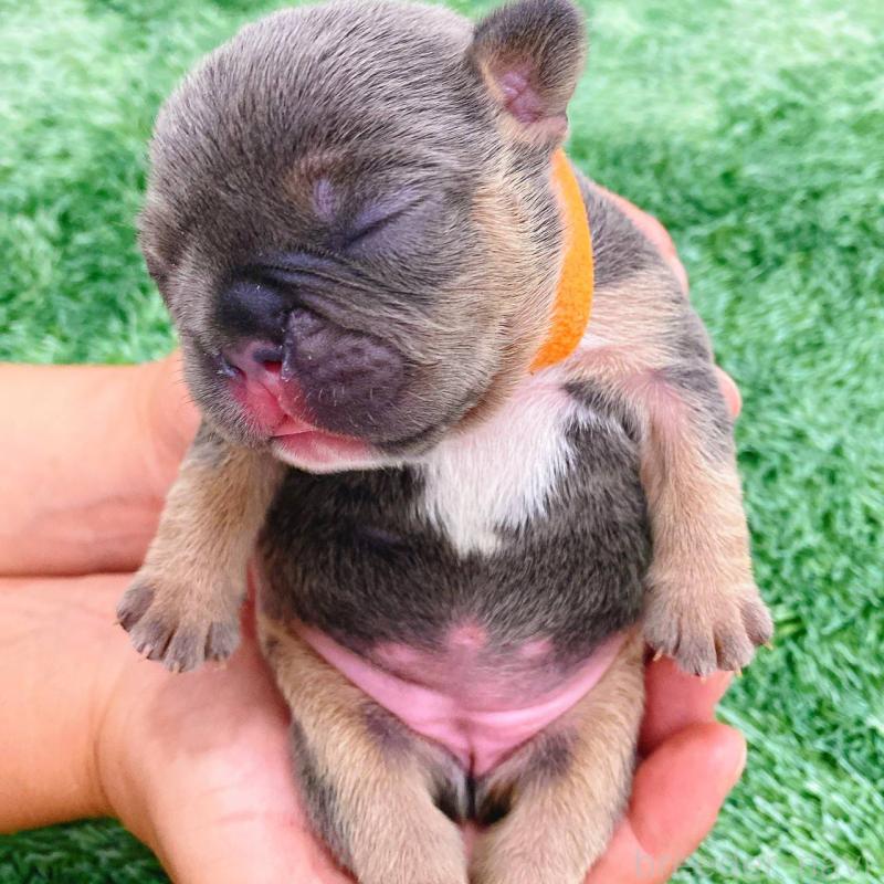 販売中の鹿児島県のフレンチブルドッグ-432047