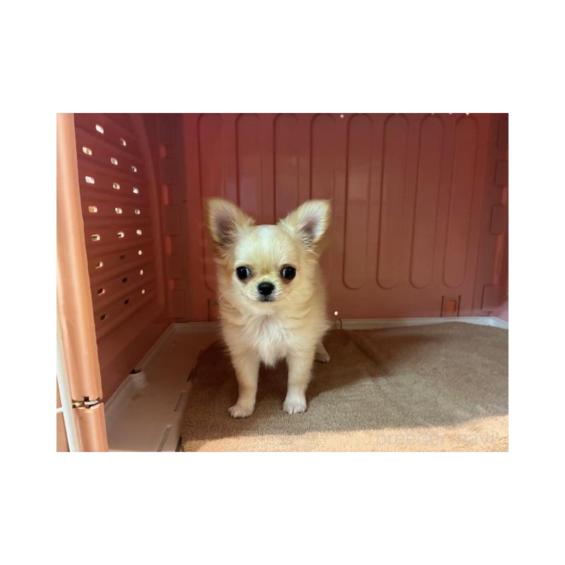 販売中の東京都のチワワ(ロングコート)-422906の5枚目