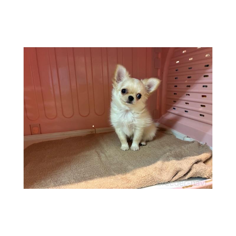 販売中の東京都のチワワ(ロングコート)-422906の3枚目