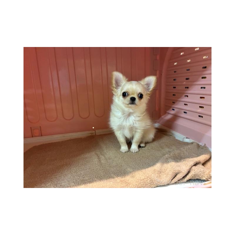 販売中の東京都のチワワ(ロングコート)-422906の2枚目