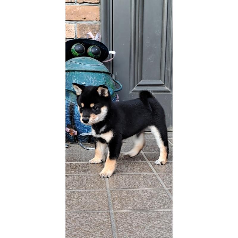 販売中の熊本県の豆柴-427480の5枚目