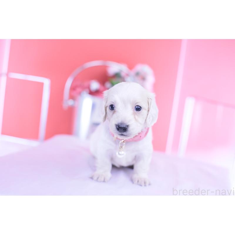 販売中の愛知県のミニチュアダックスフンド(ロングヘアード)-432049の10枚目