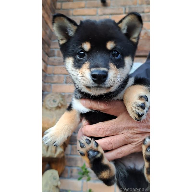 販売中の熊本県の豆柴-427480の4枚目