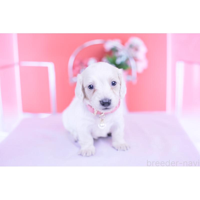 販売中の愛知県のミニチュアダックスフンド(ロングヘアード)-432049の8枚目