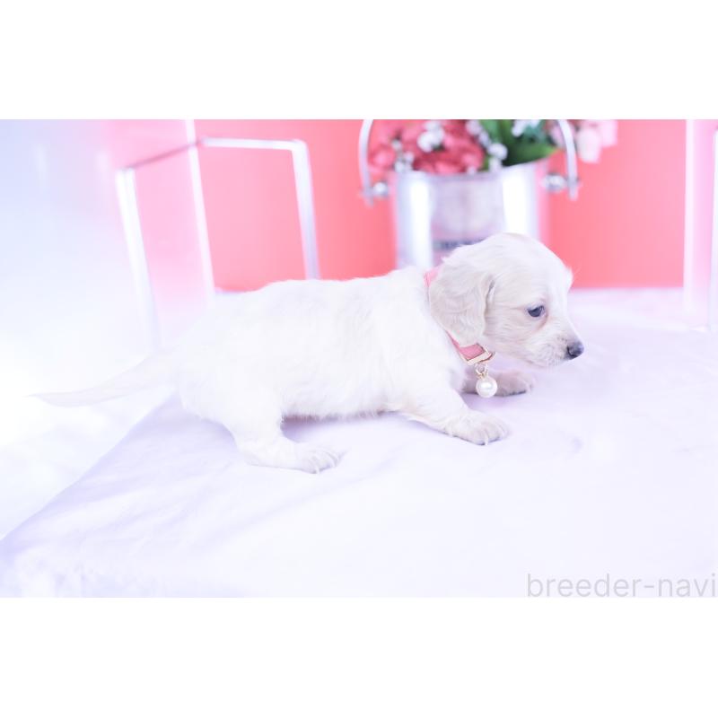 販売中の愛知県のミニチュアダックスフンド(ロングヘアード)-432049の7枚目