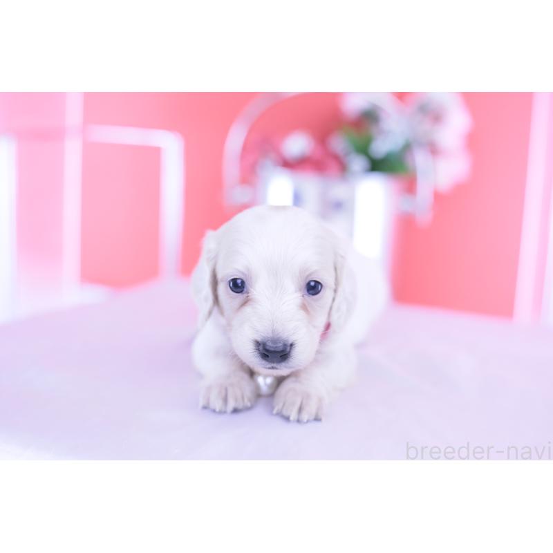 販売中の愛知県のミニチュアダックスフンド(ロングヘアード)-432049の6枚目