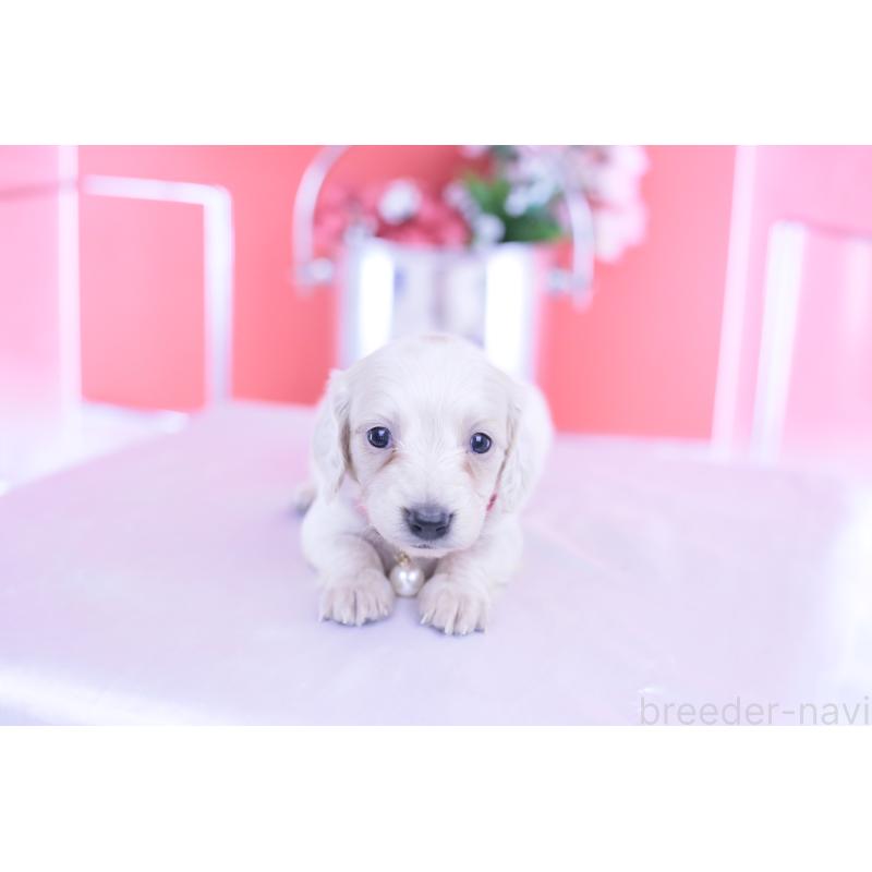 販売中の愛知県のミニチュアダックスフンド(ロングヘアード)-432049の5枚目