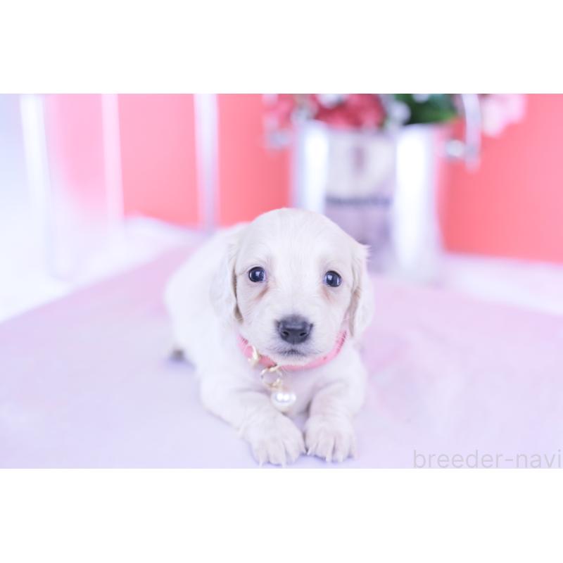 販売中の愛知県のミニチュアダックスフンド(ロングヘアード)-432049の4枚目