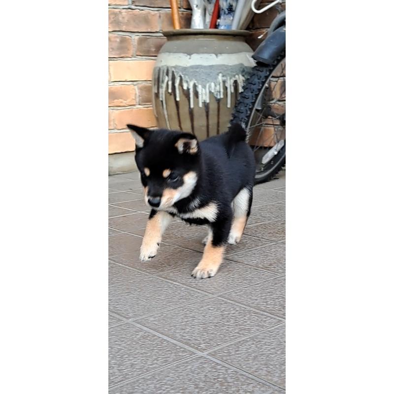 販売中の熊本県の豆柴-427480の2枚目