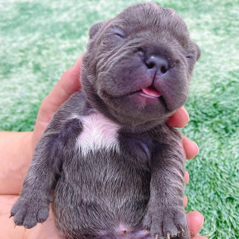 販売中の鹿児島県のフレンチブルドッグ-432048の2枚目